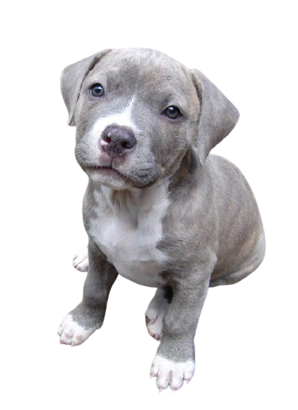 bully's puppy background transparent