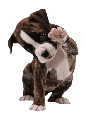 chiot leve la patte